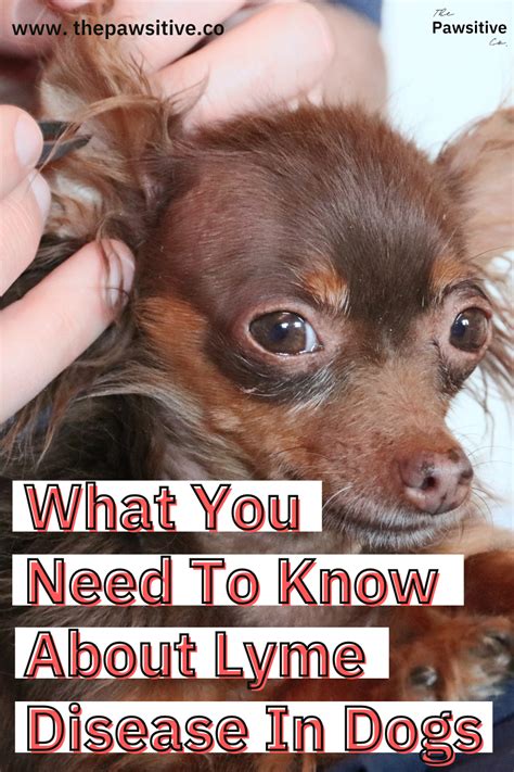 What you need to know about lyme disease in dogs the pawsitive co – Artofit