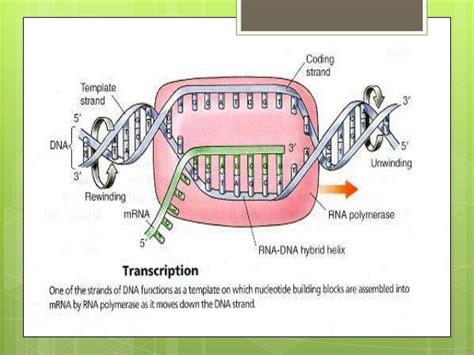 Rna synthesis and processing