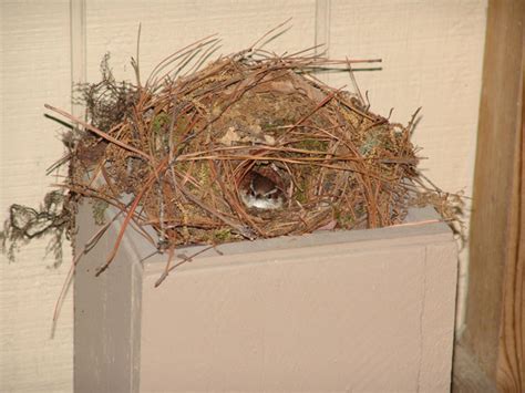 Audubon South Carolina: Carolina Wren Nest