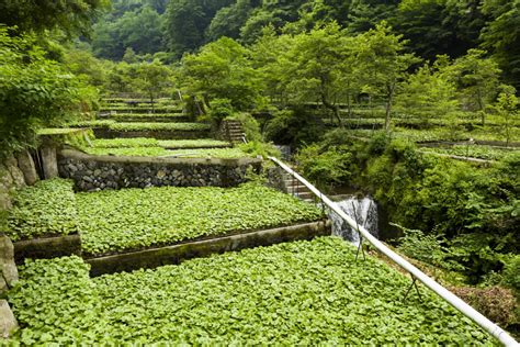 Shizuoka Wasabi - The birthplace of Wasabi cultivation - Explore Shizuoka