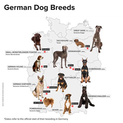 A German Dog Breed