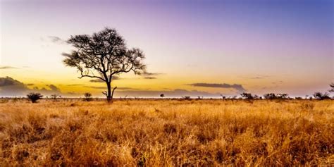 quemado a la deriva uno flora y fauna de la sabana africana sutil ...