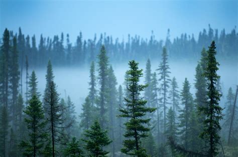 Is the boreal forest on the edge of a climate change tipping point ...