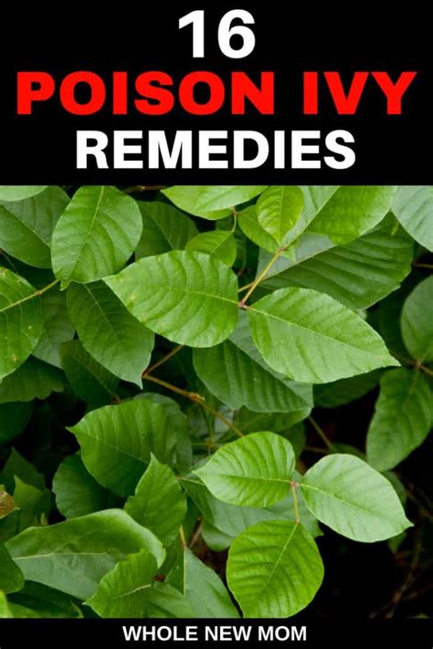 18 Home Remedies for Poison Ivy and the BEST Remedy Ever