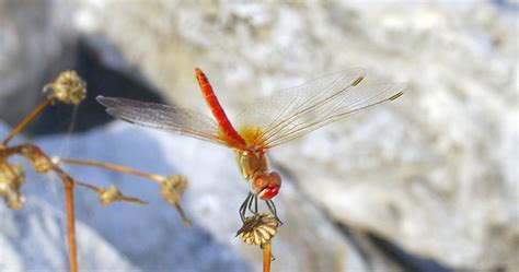 Red Dragonfly Stock Video Footage for Free Download