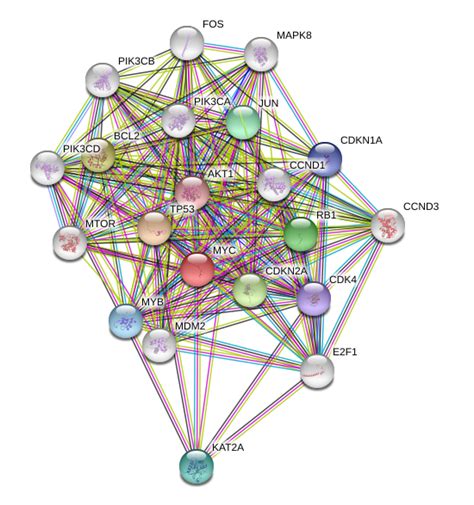 c-Myc/MYC Protein Overview | Sino Biological