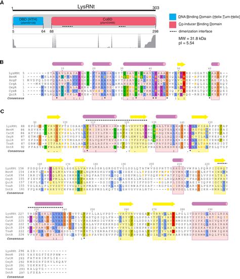 LysRNt domain architecture and sequence alignments. (A) Domains were... | Download Scientific ...