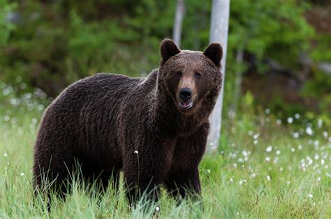 European Brown Bear, Ursus Arctos Photograph by Sergio Pitamitz - Fine Art America