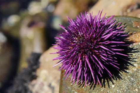 What Do Sea Urchins Eat? (Diet, Care & Feeding Tips)