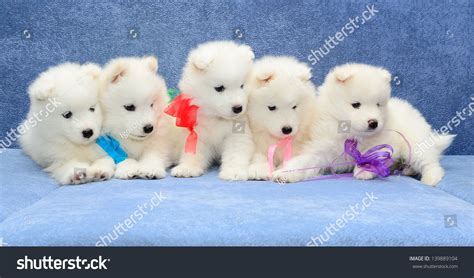 Funny Little White Samoyed Husky Puppies Sitting Together On A Blue ...