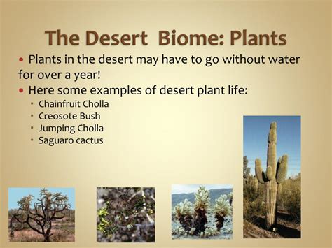 PPT - North American Biomes PowerPoint Presentation, free download - ID:1152046