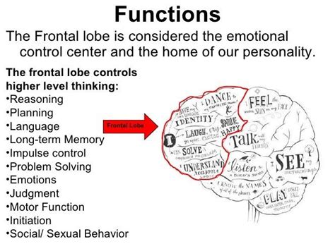 Frontal Lobe : Anatomy, Location & Function - Anatomy Info