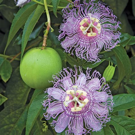 Maypop Passion Flower (Passiflora incarnata) for sale at Logee's!