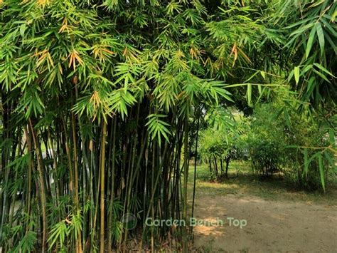 Learn How to Grow Tall Bamboo Indoors - Complete Beginners Guide