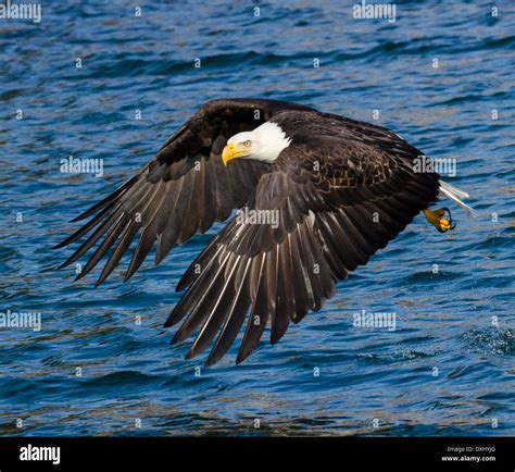 Wings Flapping High Resolution Stock Photography and Images - Alamy