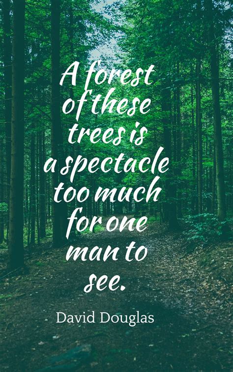 45 Inspirational Forest Quotes And Sayings