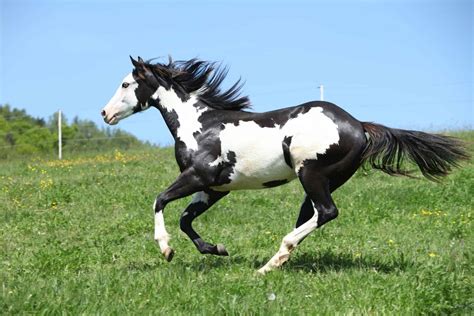 American Paint Horse Facts You Might Not Have Known