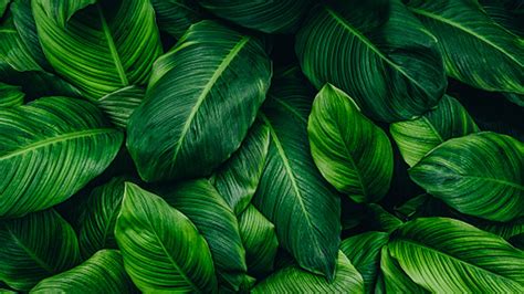 Leaf Pattern Wallpapers For Laptops » Arthatravel.com