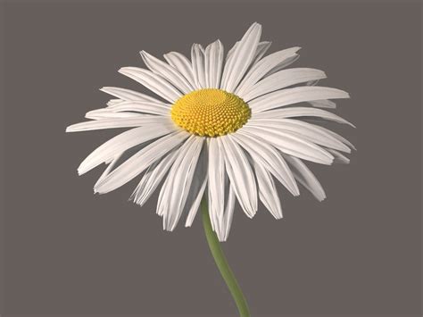 Daisy Flower 3D model | CGTrader