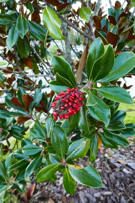 Magnolia tree red seeds stock photo. Image of fine, blooming - 196051640