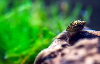 Aquarium Snail Types: Meet the Right Match for Your Tank | LoveToKnow Pets