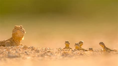 Dune Watching: Small Fauna of the Thar Desert | RoundGlass | Sustain