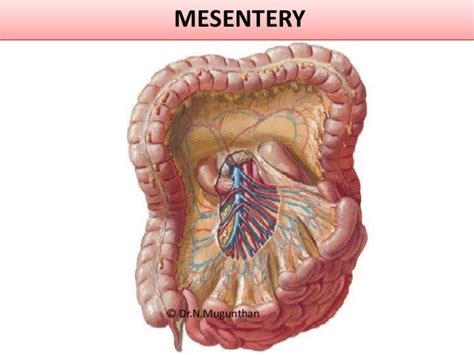 Mesentery Anatomy - Anatomy Book