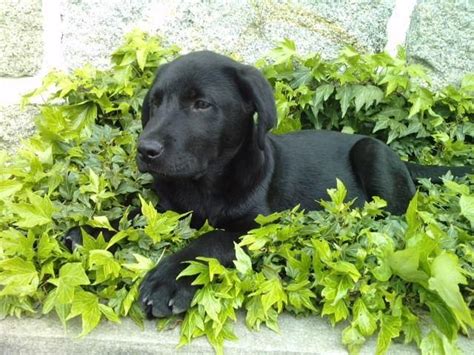 Labrador Training HQ (LabTrainingHQ) on Twitter | Black lab puppies, Labrador, Labrador training