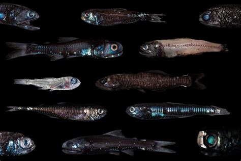 The Strange Case of the Lanternfish. - Seafood Peddler