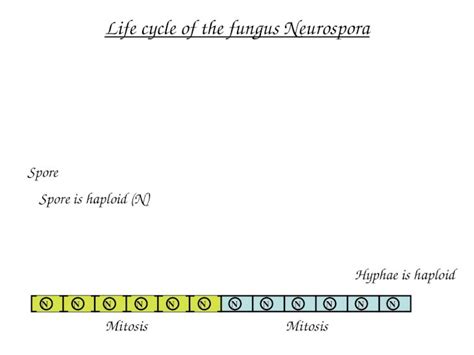 (PPT) Life cycle of the fungus Neurospora - DOKUMEN.TIPS