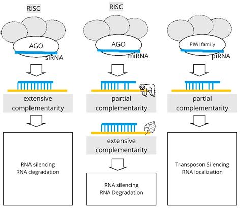 Biology | Free Full-Text | Small RNA Targets: Advances in Prediction Tools and High-Throughput ...