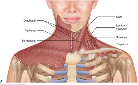 Anatomy Of Neck And Shoulder Muscles