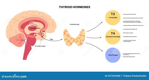 Calcitonin Thyroid Hormone Vector Illustration | CartoonDealer.com #236979464