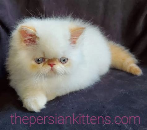 Persian Kittens for Sale Near Me | Cats For Sale - The Persian Kittens