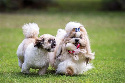 Imperial and Teacup Shih Tzus - Shih Tzu World