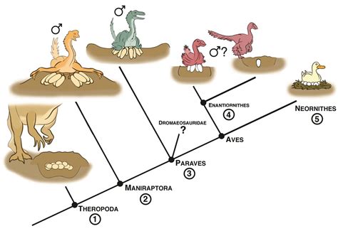 Tracing the evolution of bird reproduction