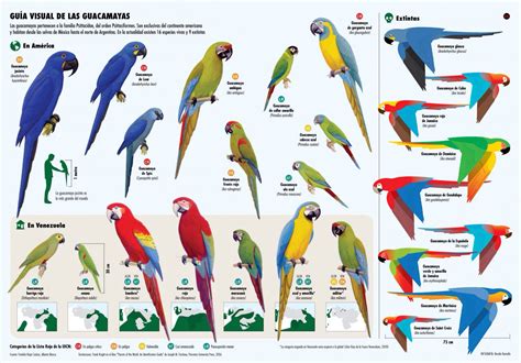 Macaw Species Poster | Guacamayos, Aves de compañía, Infografia de animales