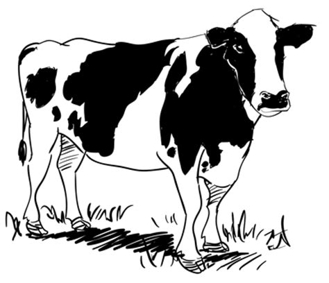 How to Draw a Cow