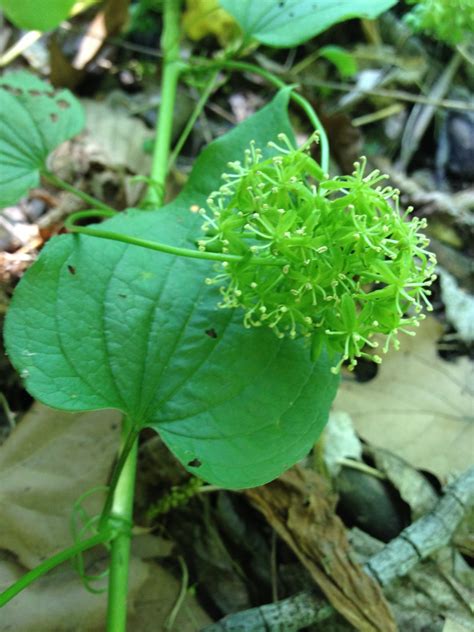 Smilax herbacea (Carrion Flower, Carrion-flower, Common Carrion-vine ...