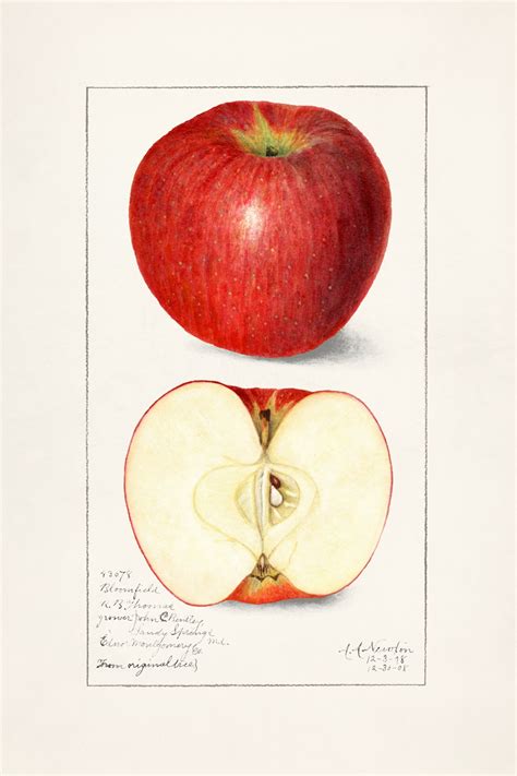 Apples Fruit Vintage Art Free Stock Photo - Public Domain Pictures