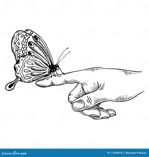 Butterfly on Finger Engraving Vector Illustration Stock Vector ...