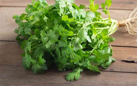 Coriander Substitutes - Top Seven Coriander Substitutes That Actually Work | Growing coriander ...