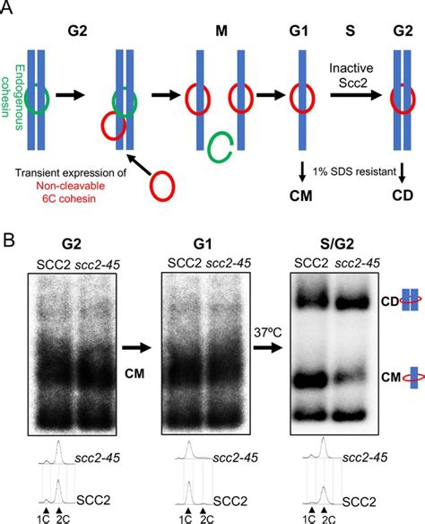 Cohesion is established during DNA replication utilising chromosome associated cohesin rings as ...