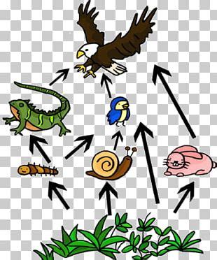 Everglades Food Chain Food Web Swamp PNG, Clipart, Angle, Animals ...