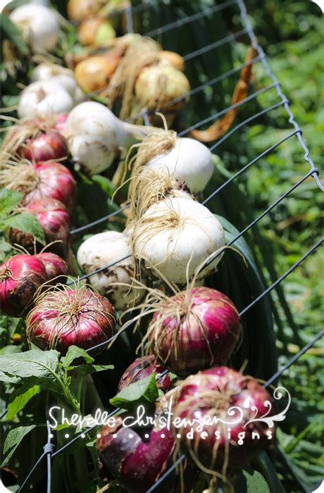 Harvesting Onions from the Garden - My Crazy Life as a Farmers Wife