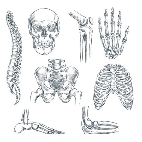 Human Bones Drawing