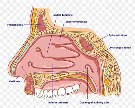 Inferior Nasal Concha Anatomy Of The Human Nose, PNG, 3681x2958px, Watercolor, Cartoon, Flower ...