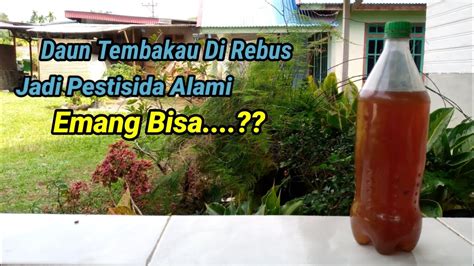 Cara Membuat Pestisida Organik Dari Daun Tembakau Dengan Di Rebus # ...