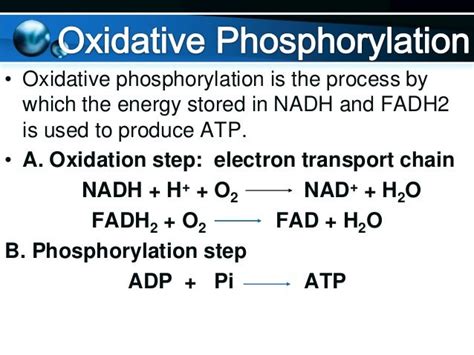 Oxidative phosphorylation