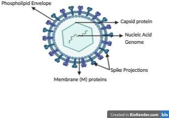 Schematic of a typical enveloped virus (BioRender.com: Generic Viral... | Download Scientific ...